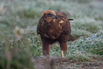 Wall Mural - Beautiful very close portrait of a marsh harrier on the grass perched on the ground looking laterally on a day of dense fog in search of prey with vegetation on the sides in Spain, Europe