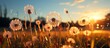 Sunset over dandelions in the field. Selective focus.