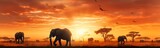 Fototapeta  - African savannah with elephants at sunset - panoramic view.