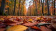 Fallen leaves creating a colorful carpet in autumn