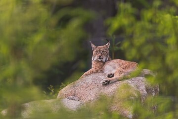 Poster - A beautiful lynx is resting on a rock. Wildlife scene from Europeanm nature. Wild cat in the nature forest habitat. portrait of a bobcat.