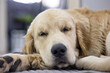golden retriever dog sleeps sweetly on his rug