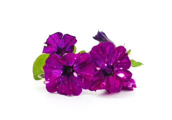 Canvas Print - Purple petunia flowers.