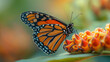 A stunning monarch butterfly emerges from its chrysalis, its wings unfurling to reveal a breathtaking display of orange and black, symbolizing the awe-inspiring transformation and