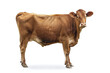 Brown or red cattle cow standing isolated on white background, side view, full body shot.
