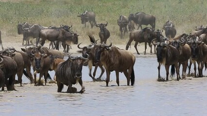 Wall Mural - big group of wildebeest are crossing a small lake in the serengeti. tanzania. serengeti-ndutu nation