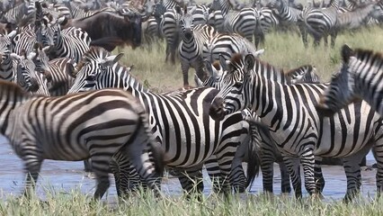 Wall Mural - Big group of zebras at a watering hole in the savannah. Tanzania. Serengeti National Park.