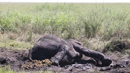 Wall Mural - elephant is taking mud baths in the savannah. tanzania. serengeti national park.