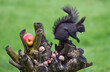Eichhörnchen frisst Nüsse im Garten 