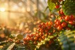 Lush Coffee Plantation at Sunrise with Ripe Coffee Cherries on Branches Agricultural Beauty