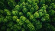Sustainable Forest Landscape from Up High - Environmental Stewardship - Aerial Shot with Carbon Capture Trees and Clear Sky 
