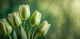 Fototapeta Tulipany - Zielone tło kwiatowe, wiosenne tulipany