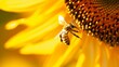  bee hovering over a vibrant sunflower.