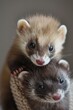 baby ferrets