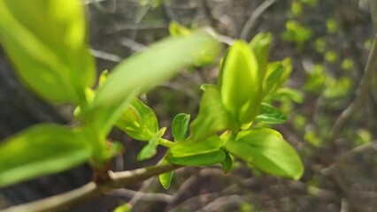 Wall Mural - First spring leaves in sun shine early morning