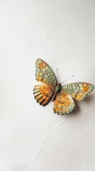 Canvas Print - buttefly on a white background