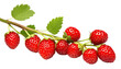 © Yeti Studio - Ripe delicious strawberries bush, cut out
