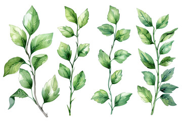 Wall Mural - Rose leaf isolated, Set Cutout twig with green leaves,Nature element for banner or card decoration