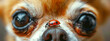 Extreme Close-up Portrait of a Ladybug on a Dog's Nose
