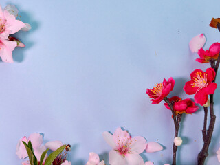 Canvas Print - spring cherry and almond tree flowers