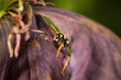 Nahaufnahme einer Wespe die auf einer lila verdorrten Blumen Blüte sitz und sich versteckt im Garten, Deutschland