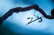 Silhouetted praying mantis on a twig in Malaga