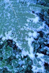 Wall Mural - Rime and snow on fern leaves and boxtree branches, winter in a gareden, winter ferns background.