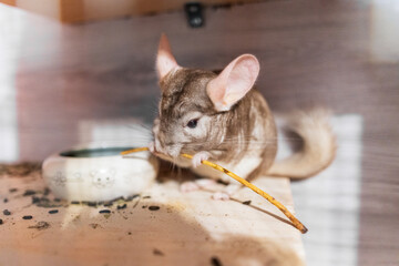 Cute pet chinchilla eating stick