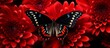 An arthropod known as a black butterfly is perched on a vibrant red flower, acting as a pollinator in the process of transferring pollen to help the plant reproduce