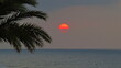 © J. Francés - sunset beach palm tree backlight warm sun reddish sea coast summer vacations rest