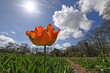 Closeup of a tulip flower against a blue sky backdrop
