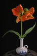 Parrot tulip in vase on a black table, creating a striking contrast