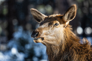 Wall Mural - Close up of the head of an elk in a winter landscape