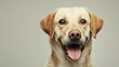 A studio shot of an adorable young Labrador Retriever with a happy expression on its face.