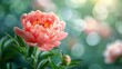 Closeup of a pink peony flower with green background