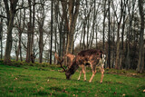 Fototapeta Sawanna - Deer in Phoenix Park Dublin Ireland