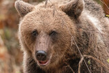 Fototapeta Maki - Amazing brown bear portrait in wilderness wildlife photography