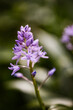 Tractema lilio-hyacinthus fleur mauve sous bois