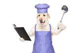 Fototapeta Zwierzęta - Labrador in a chef's costume with a cookbook and a ladle in his hands isolated on a white background