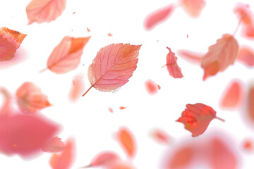 Wall Mural - Autumn Leaves in Flight on Transparent