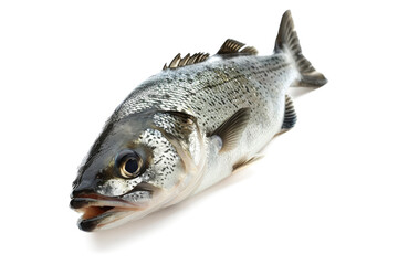 Fresh bass fish isolated on a white background