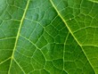 © Auto C.G. - Green leaf background texture. natural eco background.