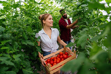 Wall Mural - Young happy couple of farmers working in greenhouse, with organic bio tomato, vegetable