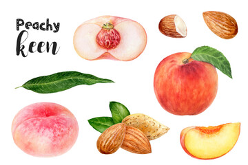 Wall Mural - Watercolor illustration of peach fruits and almond set close up. Design template for packaging, menu, postcards.
