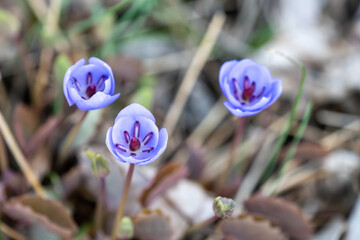 Wall Mural - Jeffersonia dubia grows and blooms in the garden in spring