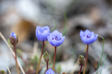 Wall Mural - Jeffersonia dubia grows and blooms in the garden in spring