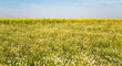 Natural background of field with blooming daisies on sunny day