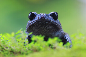 Sticker - Serasah frog closeup face on green moss 