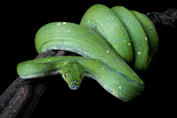 Wall Mural - green tree python snake closeup head, chondropython viridis snake closeup with black background, mor