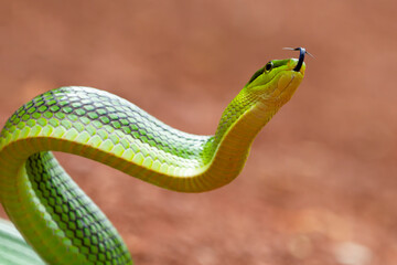 Wall Mural - head of gonyosoma snake, green gonyosoma snake looking around 
